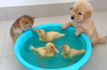 ヒナが気になる子猫と子犬