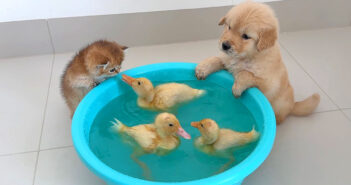 ヒナが気になる子猫と子犬