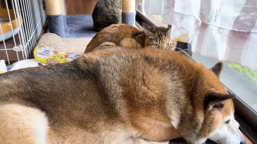 柴犬と一緒に過ごす猫達