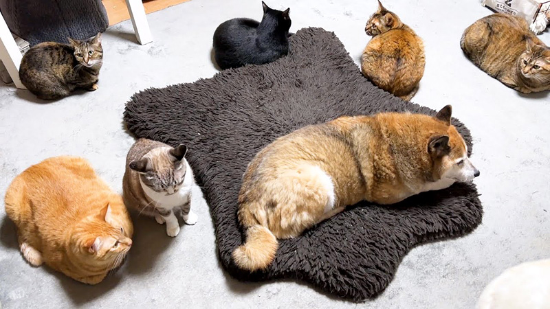 柴犬と一緒に過ごす猫達