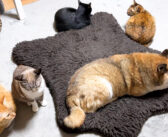 猫達に愛され柴犬は、移動してもすぐに周りは猫まみれ♪ 優しい柴犬の近くで落ち着く猫達の姿にホッコリ (*´ｪ｀*)♡