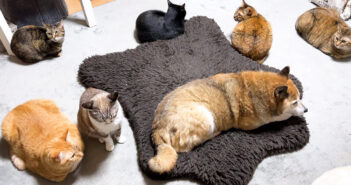 柴犬と一緒に過ごす猫達