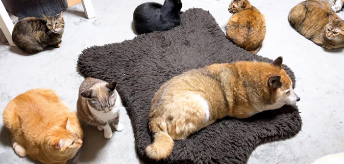 柴犬と一緒に過ごす猫達