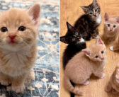 道路の真ん中で救出された後、一日中鳴き続けていた子猫。5匹の子猫達が兄弟として迎えてくれた瞬間から大きく変わる