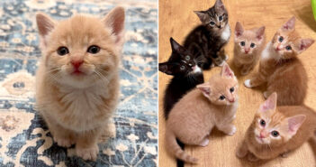 道路の真ん中で救出された後、一日中鳴き続けていた子猫。5匹の子猫達が兄弟として迎えてくれた瞬間から大きく変わる