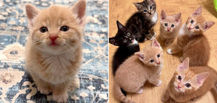 道路の真ん中で救出された後、一日中鳴き続けていた子猫。5匹の子猫達が兄弟として迎えてくれた瞬間から大きく変わる