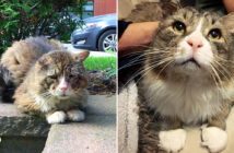 元気になった猫