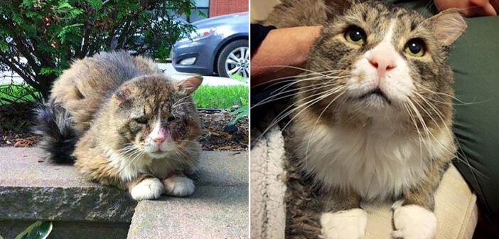 苦しい日々を過ごし、全身がボロボロの状態で見つかった野良猫。優しい人達の愛情で、悲しそうだった瞳に輝きを取り戻す