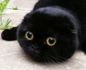 まん丸顔が最高にキュートな猫さん。ターゲットにロックオンすると、不思議な生き物に大変身 (ㆁωㆁ)！