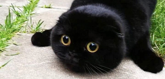 まん丸顔が最高にキュートな猫さん。ターゲットにロックオンすると、不思議な生き物に大変身 (ㆁωㆁ)！