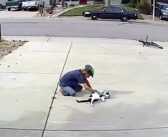 怖い猫と誤解されて、多くの人に避けられていた猫。ある時、飼い主さんが毎日猫と遊ぶ少年に気づき、大きな幸せを感じる