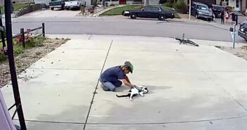 怖い猫と誤解されて、多くの人に避けられていた猫。ある時、飼い主さんが毎日猫と遊ぶ少年に気づき、大きな幸せを感じる