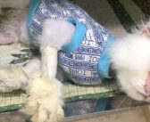 「もう助からない」と言われた保護猫。決して諦めなかった女性の愛情で美しい姿を取り戻し、みんなを驚かせる！