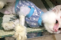 助からないと言われた猫