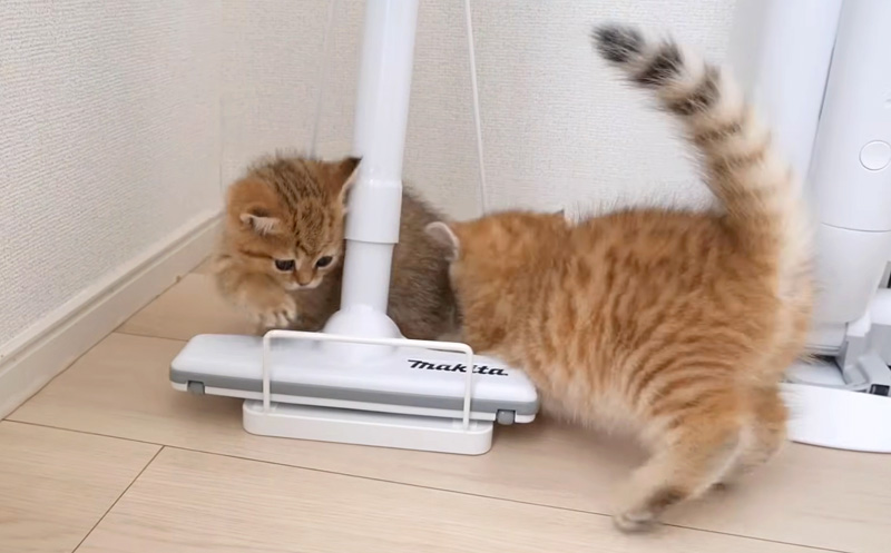 遊び回る子猫達