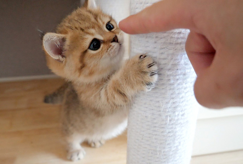 子猫にちょっかいを出す飼い主さん