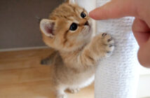 子猫にちょっかいを出す飼い主さん