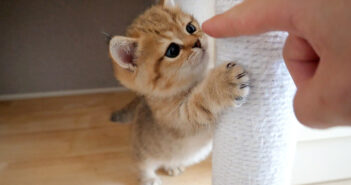 子猫にちょっかいを出す飼い主さん