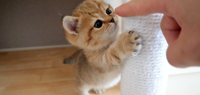 子猫にちょっかいを出す飼い主さん