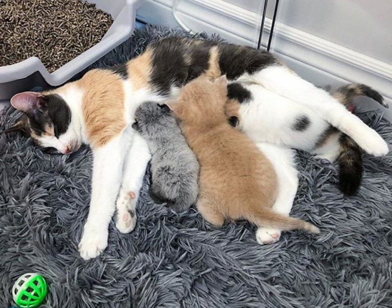 寄り添う子猫達