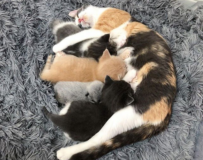 母猫のミルクを飲む子猫達