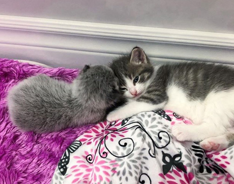 寄り添う子猫達