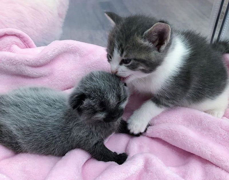 毛づくろいする子猫