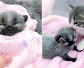 歩道で独りぼっちになっていた珍しい模様の子猫。保護先で出会った猫の親子の一員になって、幸せいっぱいの日々を過ごす