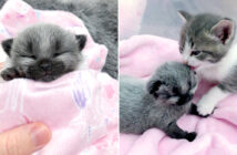 変わった模様の子猫