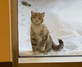 雪の中、消防署の外から助けを求めてきた子猫。優しい消防隊員に救い出され、室内に入れてもらうと幸せいっぱいに