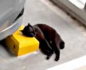 あまりにも鳴きすぎるという理由で置き去りにされた老猫。冷たいコンクリートの枕で横になって助けを待っていました