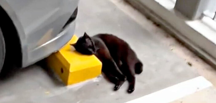 あまりにも鳴きすぎるという理由で置き去りにされた老猫。冷たいコンクリートの枕で横になって助けを待っていました