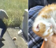 道路脇で保護された子猫