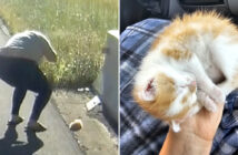 道路脇で保護された子猫
