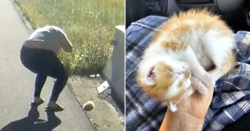 道路脇で保護された子猫