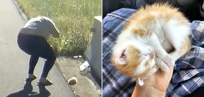 道路脇で保護された子猫