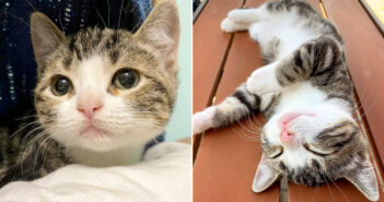 生まれた時からの病気で体が小さいままの子猫。でも他の猫と同じように、ひとりで何でも出来ることを証明する！