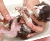 保護したばかりで汚れていた赤ちゃん猫をお風呂へ。徐々に大人しくなって、最後は眠ってしまう様子にホッコリ (*´ｪ｀*)