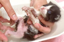 お風呂に入る子猫