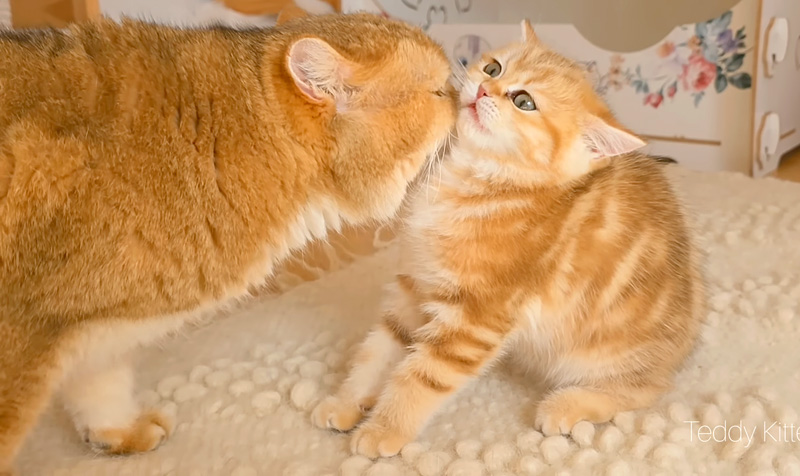 父猫に初めて会った子猫