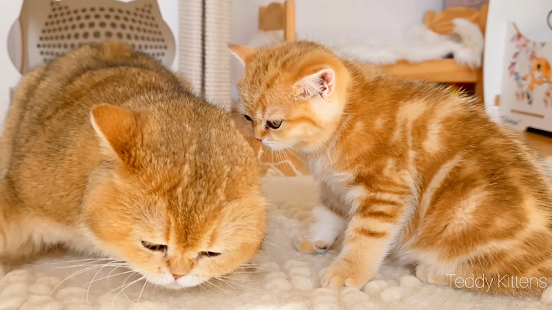 父猫に近づく子猫