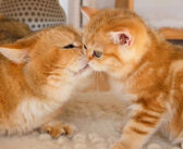 初めて会ったお父さんに戸惑う子猫。でもすぐにお父さんの優しさに気づいたようで、可愛すぎる行動に出た ( *´艸｀)♡