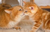 父猫に初めて会った子猫