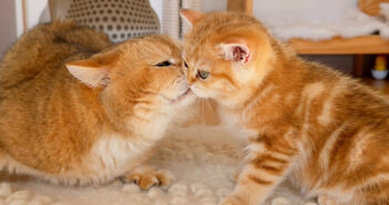 父猫に初めて会った子猫