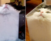 完璧なフィット感を追求し続けてきた猫さん。ついにプラスチックケースの中で、究極の幸せを手に入れる ( *´艸`)♡