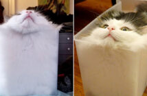 フィットする猫