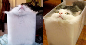 完璧なフィット感を追求し続けてきた猫さん。ついにプラスチックケースの中で、究極の幸せを手に入れる ( *´艸`)♡