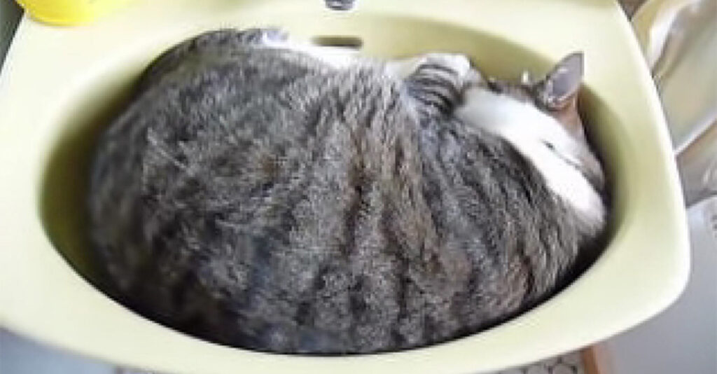 洗面台にフィットしながら眠っている猫の姿を発見♪ 挨拶してみると