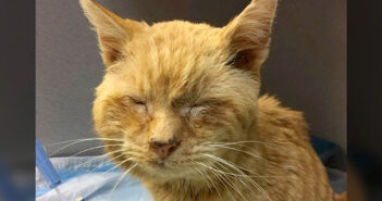 半分凍った状態で助け出された老猫。温かい人の心に触れながら元気を取り戻すと、幸せいっぱいに喉を鳴らし始める