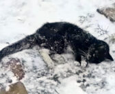 厳しい冬の寒さで凍った猫。誰かが気づいてくれることを願って必死に道路に這い上がり、優しい人達のおかげで命を繋ぐ